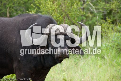 Afrikanischer Büffel (77 von 102).jpg